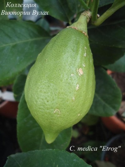 C. medica Etrog - 